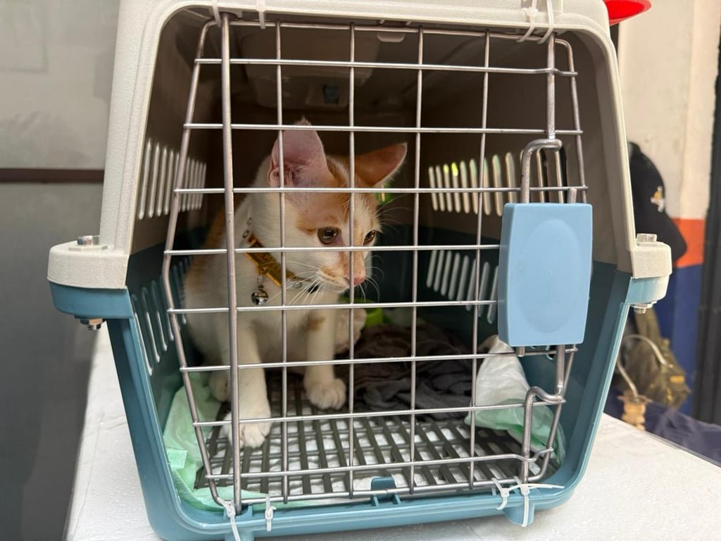 Mudik Bersama Hewan Peliharaan Kian Jadi Pilihan, KAI Logistik Catat 13.435 Pengiriman Hewan Peliharaan Selama Ramadan – IdulFitri