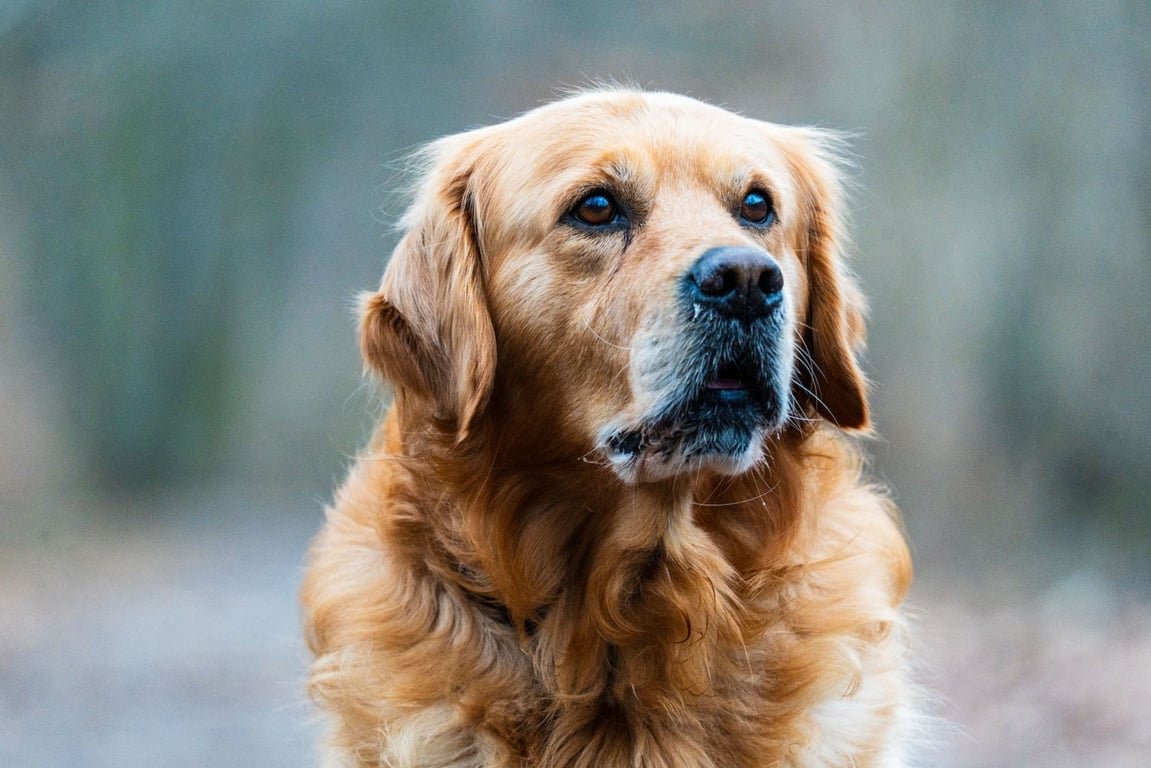 Golden Retriever Anjing Pintar yang Cocok Dipelihara Pemula