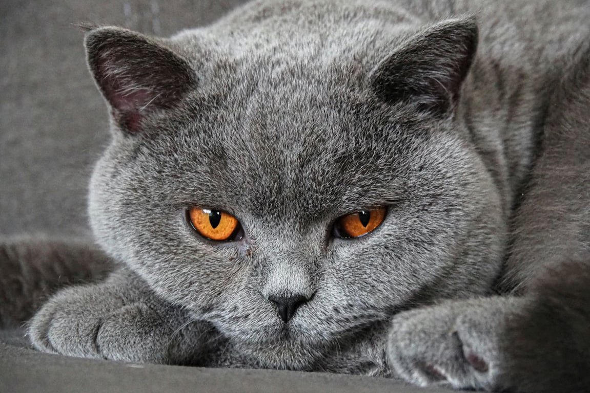 Ras Kucing Abu Abu Populer yang Cocok Dipelihara di Rumah