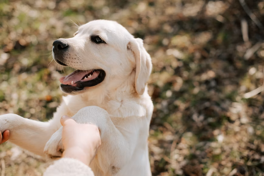 Dog Training Tips di Rumah Agar Anjing Pintar