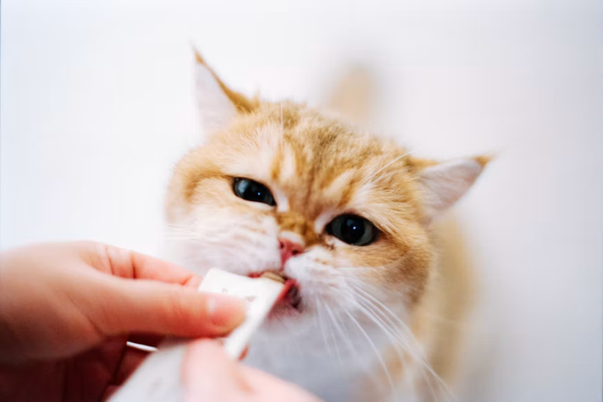 Vitamin Kucing untuk Menjaga Kesehatan Kulit dan Bulu